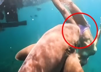 Βραζιλία:-Καρέ-καρέ-η-στιγμή-που-καρχαρίας-αρπάζει-από-το-πόδι-τουρίστρια-μόλις-βουτά-στη-θάλασσα,-δείτε-βίντεο