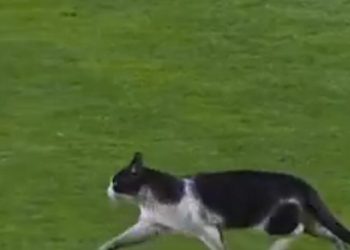 Πορτογαλία:-Μία-γάτα-διέκοψε-τον-αγώνα-Εστρέλα-Αμαδόρα-–-Σπόρτινγκ-Λισαβόνας