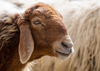 Ο-επίμονος-βοσκός-και-όλη-η-αλήθεια-για-το-αυθεντικό-καλαρρύτικο-πρόβατο