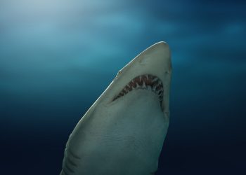 Βίντεο-καταγράφει-τη-σοκαριστική-στιγμή-που-καρχαρίας-επιτίθεται-σε-τουρίστρια-στη-Βραζιλία