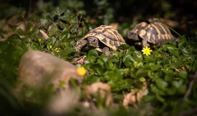 Μυστήριο-φαινόμενο-στην-Πρέσπα:-Η-συνεχής-σεξουαλική-παρενόχληση-ωθεί-τις-θηλυκές-χελώνες-να-πέφτουν-από-γκρεμούς