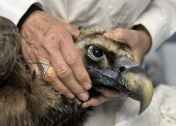 Ο-μαυρόγυπας-«Ιωάννα»-επέστρεψε-υγιής-στο-Εθνικό-Πάρκο-της-Δαδιάς-και-ανανέωσε-την-ελπίδα