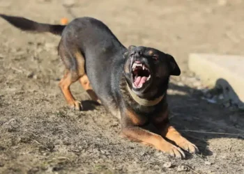 Τρόμος-για-12χρονο-παιδί-στη-Λάρισα:-Το-δάγκωσε-σκύλος-και-παραλίγο-να-πέσει-πάνω-σε-διερχόμενο-αυτοκίνητο