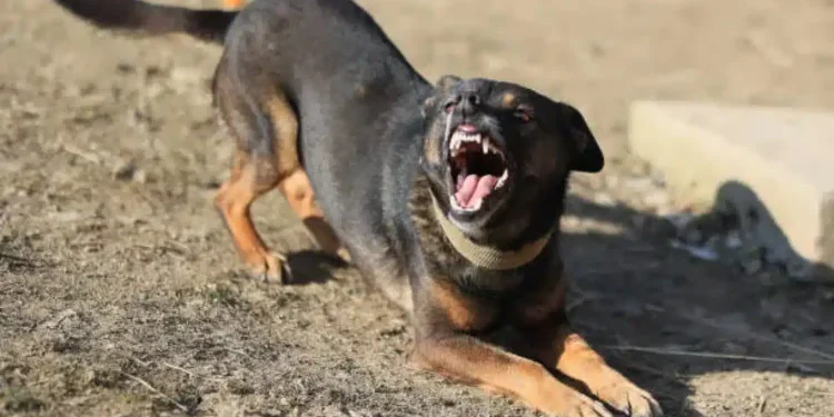 Τρόμος-για-12χρονο-παιδί-στη-Λάρισα:-Το-δάγκωσε-σκύλος-και-παραλίγο-να-πέσει-πάνω-σε-διερχόμενο-αυτοκίνητο