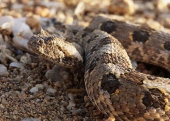 Σύρος:-Εκτός-κινδύνου-ο-13χρονος-μετά-από-δάγκωμα-οχιάς