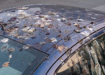 Κουτσουλιές-στο-αυτοκίνητο:-Ποια-οχήματα-μπαίνουν-πιο-συχνά-στο-στόχαστρο