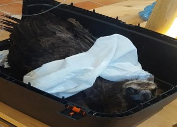 Δηλητηρίασαν-δώδεκα-μαυρόγυπες-στη-Δαδιά,-νεκροί-οι-εννέα