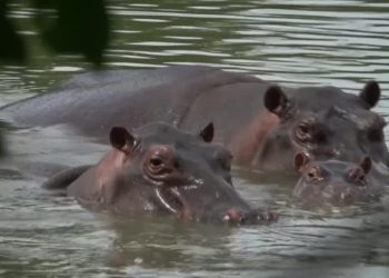 Η-Κολομβία-εξοντώνει-τους-ιπποπόταμους-του-Εσκομπάρ