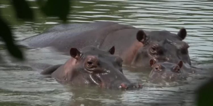 Η-Κολομβία-εξοντώνει-τους-ιπποπόταμους-του-Εσκομπάρ