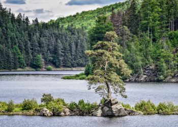 Η-eurovision-των-δέντρων:-Ο-διαγωνισμός-που-μετατρέπει-τα-δέντρα-σε-«σουπερστάρ»