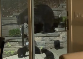 Αρκούδα-με-τέσσερα-μικρά-έκαναν-«φωλιά»-κάτω-από-σπίτι-στο-Νιου-Τζέρσεϊ