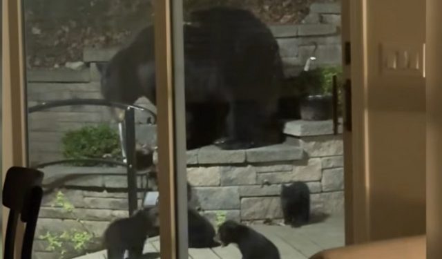 Αρκούδα-με-τέσσερα-μικρά-έκαναν-«φωλιά»-κάτω-από-σπίτι-στο-Νιου-Τζέρσεϊ