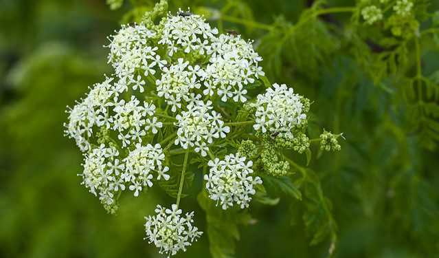 Συναγερμός-σε-παραλίες:-Εντοπίστηκε-θανατηφόρο-δηλητηριώδες-φυτό-–-Κίνδυνος-για-ανθρώπους-και-ζώα
