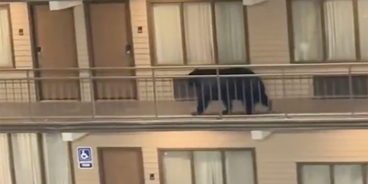 Γκάτλινμπεργκ:-Η-πόλη-στο-Τενεσί-που-κόβουν-βόλτες-αρκούδες