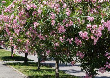 «Πόλεμος»-για-το-ξήλωμα-της-πικροδάφνης-από-τα-σχολεία-–-Τι-συμβαίνει