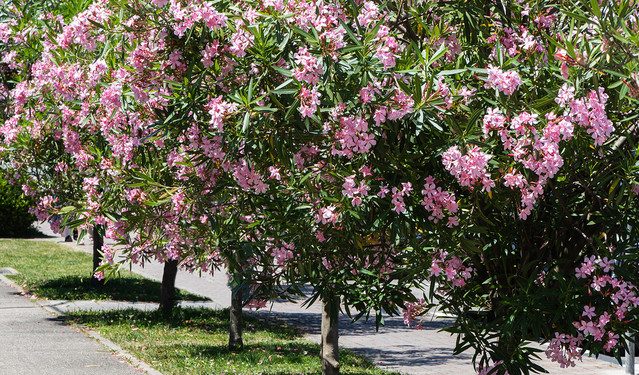 «Πόλεμος»-για-το-ξήλωμα-της-πικροδάφνης-από-τα-σχολεία-–-Τι-συμβαίνει