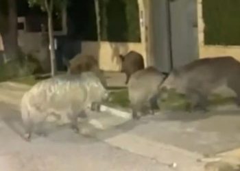 Αγριογούρουνα-εθεάθησαν-να-κάνουν-«βόλτα»-στην-Εκάλη-–-«Αυξημένη-η-παρουσία-ειδών-της-άγριας-ζωής-κοντά-στον-άνθρωπο»