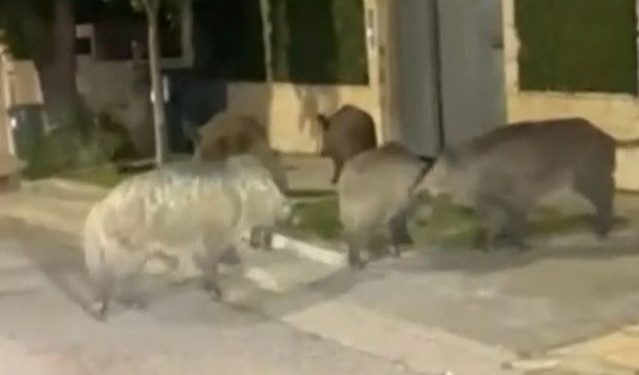 Αγριογούρουνα-εθεάθησαν-να-κάνουν-«βόλτα»-στην-Εκάλη-–-«Αυξημένη-η-παρουσία-ειδών-της-άγριας-ζωής-κοντά-στον-άνθρωπο»