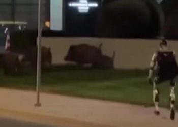 Βαρσοβία:-viral-βίντεο-δείχνει-ένα-ανθρωποειδές-ρομπότ-να-κυνηγάει-αγριογούρουνα-στο-κέντρο-της-πόλης