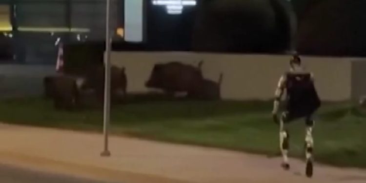 Βαρσοβία:-viral-βίντεο-δείχνει-ένα-ανθρωποειδές-ρομπότ-να-κυνηγάει-αγριογούρουνα-στο-κέντρο-της-πόλης