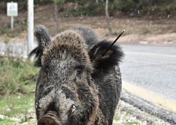 Αγριογούρουνα-εμφανίστηκαν-ξανά-στην-Εκάλη