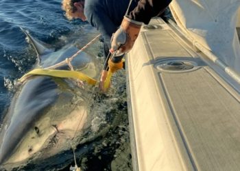 Ο-μεγαλύτερος-λευκός-καρχαρίας-που-έχει-καταγραφεί-πλησιάζει-τουριστική-ακτή-στη-Φλόριντα