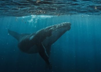 Τα-παράξενα-πλάσματα-που-ζουν-στα-βάθη-των-ωκεανών-και-τρέφονται-με-φάλαινες