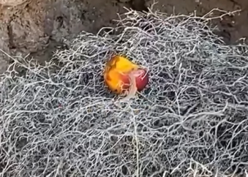 Ανακαλύφθηκε-νέο-είδος-σαύρας-στην-Ελλάδα-–-Η-μελέτη-στη-νησίδα-Βελοπούλα-στη-Μήλο