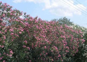 Τι-απαντά-ΕΟΔΥ-στον-«πόλεμο»-για-το-ξήλωμα-της-πικροδάφνης-από-τα-σχολεία