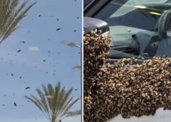 Τεράστιο-σμήνος-από-δεκάδες-χιλιάδες-μέλισσες-«εισβάλλει»-σε-πόλη-στο-νότιο-Ισραήλ-–-Δείτε-βίντεο
