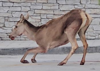 Ελαφίνα-βρέθηκε-σοβαρά-τραυματισμένη-στο-πάρκινγκ-του-τελεφερίκ-της-Πάρνηθας