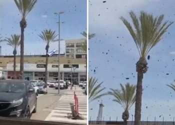 Τεράστιο-σμήνος-από-μέλισσες-κατέκλυσε-το-Ισραήλ-–-Δείτε-το-βίντεο