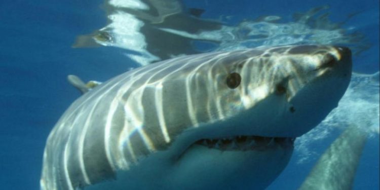 Καρχαρίας-ακρωτηρίασε-νεόνυμφο-στον-μήνα-του-μέλιτος-στις-Μαλδίβες:-Δίνει-μάχη-για-τη-ζωή-του