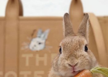 bark-jacobs:-Τώρα-η-τσάντα-σας-μπορεί-να-έχει-τυπωμένο-το-πρόσωπο-του-κατοικιδίου-σας