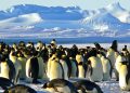 Κίνδυνος-για-τους-αυτοκρατορικούς-πιγκουίνους-–-Τι-φοβούνται-οι-επιστήμονες-ότι-μπορεί-να-τους-σκοτώνει