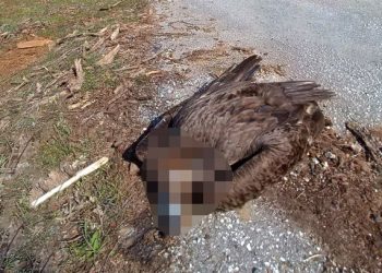 Σοκάρει-η-μαζική-δηλητηρίαση-ζώων-στη-Δαδιά:-«Πρωτοφανές-έγκλημα-άγριας-ζωής-–-Οι-φόλες-ήταν-τοποθετημένες-στρατηγικά»