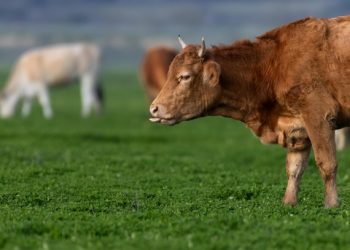 Η-φύση-βρίσκει-ξανά-την-ισορροπία-της-–-Η-«αναγέννηση»-της-ζωής-στη-λίμνη-Κάρλα-μετά-το-πέρασμα-του-daniel