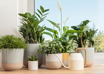Οι-χειρότεροι-συνδυασμοί-φυτών-στο-σπίτι-και-γιατί-να-τους-αποφύγετε