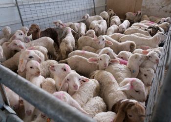 Συνελήφθη-άνδρας-στην-Αρχαία-Ολυμπία-που-μετέφερε-16-αμνοερίφια-χωρίς-άδεια