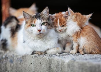 Κτηνωδία-στον-Βόλο:-Έδεσαν-νεογέννητα-γατάκια-στην-ουρά-της-μαμάς-τους