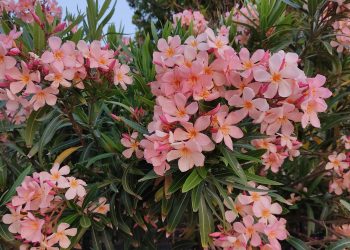 Πικροδάφνες-σε-σχολεία-και-παιδικές-χαρές:-Τι-απαντά-ο-Θ.-Βασιλακόπουλος-για-τις-οδηγίες-του-ΕΟΔΥ