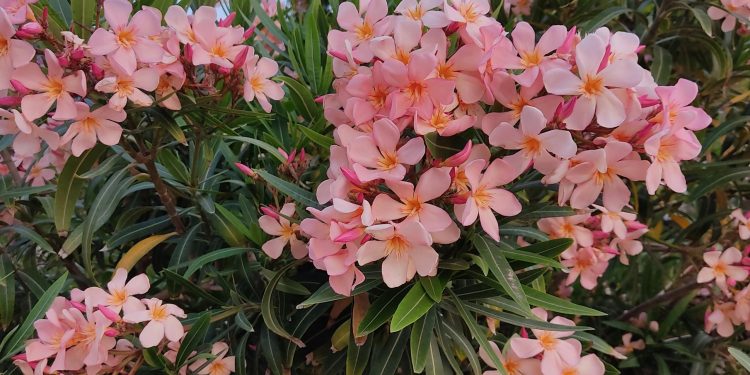 Πικροδάφνες-σε-σχολεία-και-παιδικές-χαρές:-Τι-απαντά-ο-Θ.-Βασιλακόπουλος-για-τις-οδηγίες-του-ΕΟΔΥ