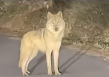 Νότια-Κορέα:-Βρέθηκε-και-πιάστηκε-μετά-από-9-μέρες-λύκος-που-είχε-δραπετεύσει-από-ζωολογικό-κήπο