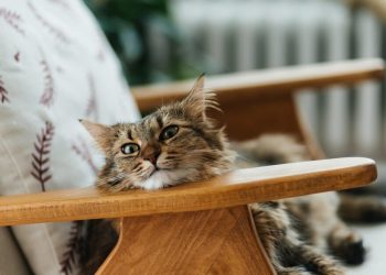 Η-ψυχολογία-των-κατοικιδίων:-Όταν-η-καθημερινότητα-του-ανθρώπου-γίνεται-«βαρόμετρο»-για-τον-σκύλο-ή-την-γάτα