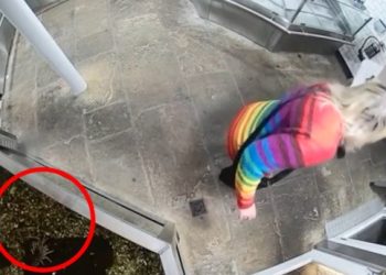 Πέθανε-ο-αστακός-που-άρπαξε-ακτιβίστρια-από-ενυδρείο-από-εστιατόριο-στην-Βρετανία,-δείτε-βίντεο