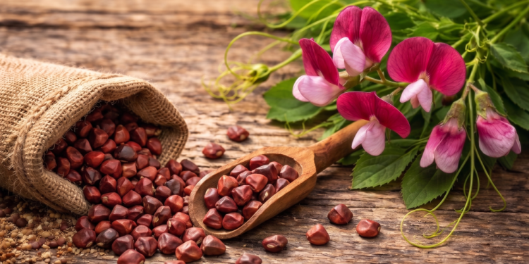 Το-όσπριο-της-Σαντορίνης-που-είναι-πλούσιο-σε-ποιοτική-πρωτεΐνη-και-μπορεί-να-ελέγξει-το-σάκχαρο