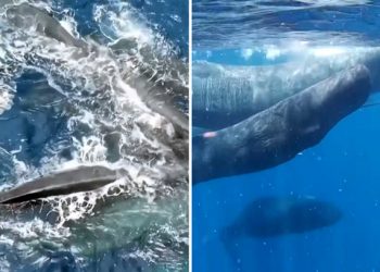 Συγκινητικό-βίντεο-δείχνει-φάλαινες-να-συνεργάζονται-για-τον-ερχομό-νεογέννητου-–-«Τα-ζώα-ενώνονται-για-να-τα-καταφέρουν»