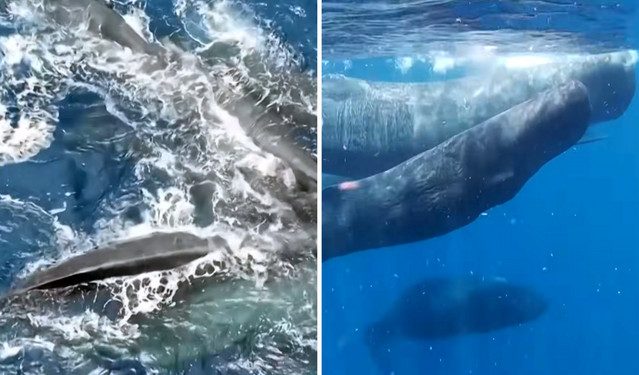 Συγκινητικό-βίντεο-δείχνει-φάλαινες-να-συνεργάζονται-για-τον-ερχομό-νεογέννητου-–-«Τα-ζώα-ενώνονται-για-να-τα-καταφέρουν»