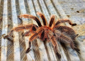 Γερμανία:-Γυναίκα-ξέχασε-στο-τρένο-πακέτο-με-20-ταραντούλες