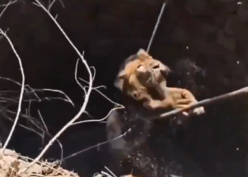 Επιχείρηση-θρίλερ-στην-Ινδία:-Διάσωση-λιονταριού-από-πηγάδι-9-μέτρων,-δείτε-βίντεο